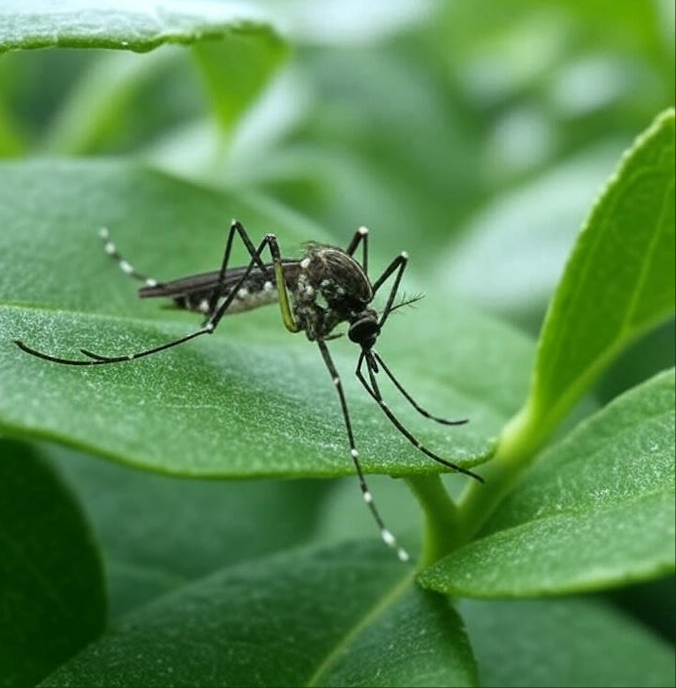 了解基孔肯雅热：防蚊与舒缓叮咬小贴士